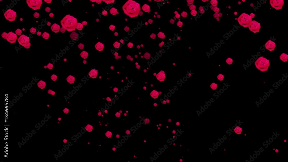 Roses Rain Roses Rain