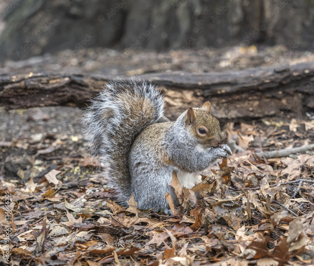 Sciurus carolinensis, common name eastern Sciurus carolinensis, common name eastern