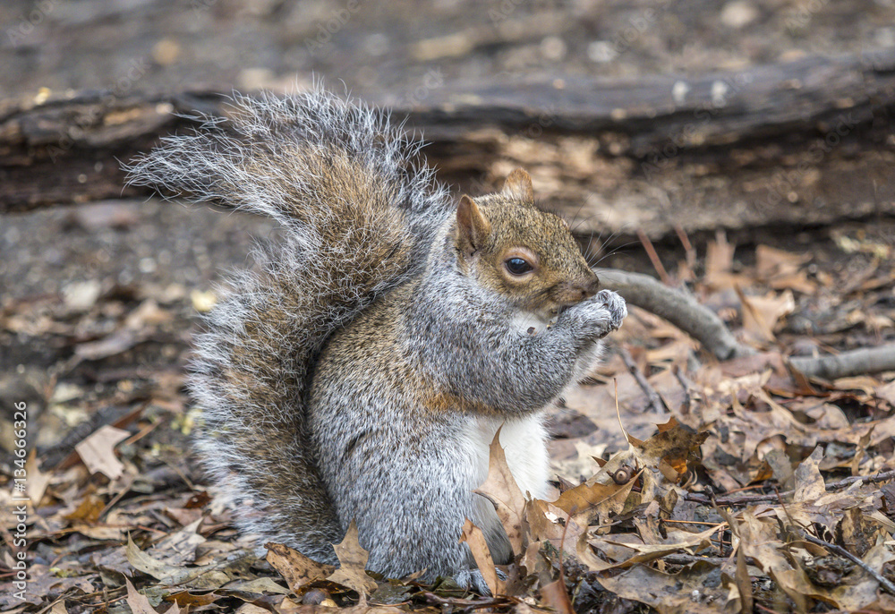 Sciurus carolinensis, common name eastern