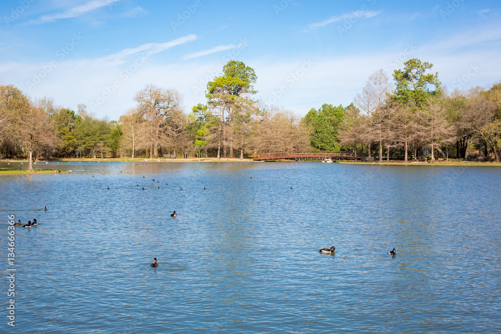 Houston Hermann park conservancy Mcgovern lake in winter Texas Houston Hermann park conservancy Mcgovern lake in winter Texas
