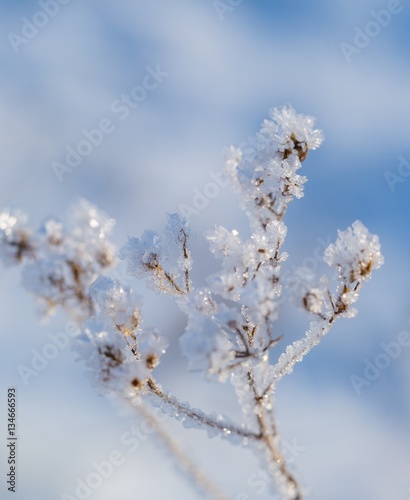 Plants with rime in close up