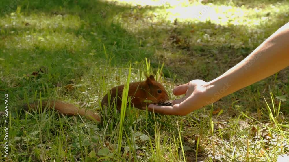 Squirrel eat nuts from hand of a young woman in summer park Squirrel eat nuts from hand of a young woman in summer park