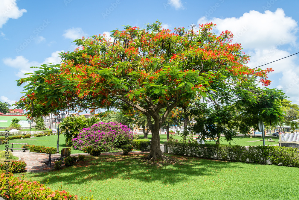 Flame tree in a public park