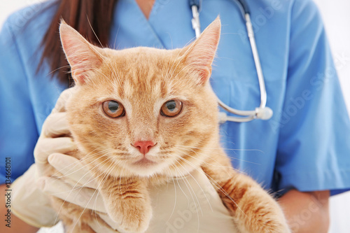Fototapeta Naklejka Na Ścianę i Meble -  Red tabby cat in vet clinic