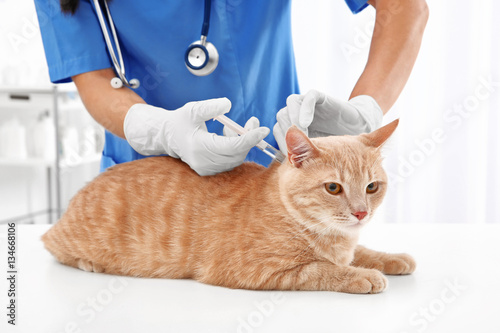 Fototapeta Naklejka Na Ścianę i Meble -  Veterinarian giving injection to red cat