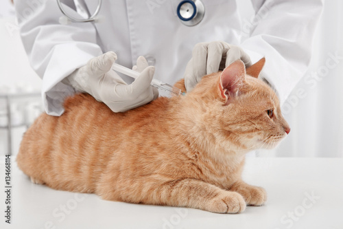 Fototapeta Naklejka Na Ścianę i Meble -  Veterinarian giving injection to red cat