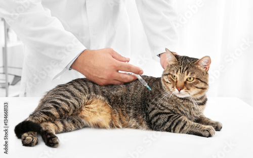 Veterinarian giving injection to tabby cat © Africa Studio