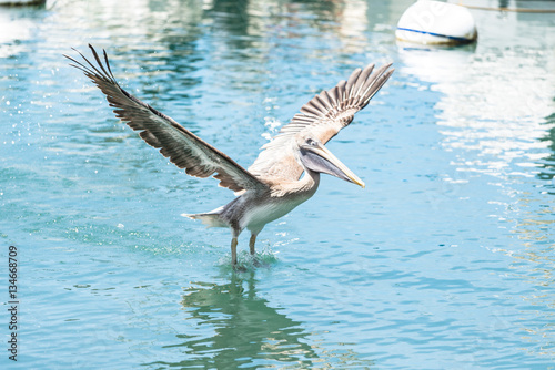 pelican flying in the harbor of Basse-Terre © Jakob Fischer