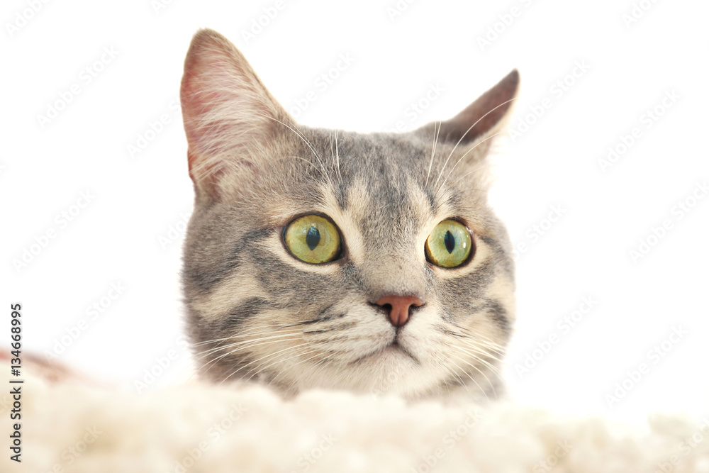 Obraz premium Cute cat on couch