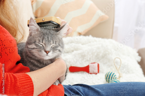 Fototapeta Naklejka Na Ścianę i Meble -  Woman combing cute cat with brush on couch, close up