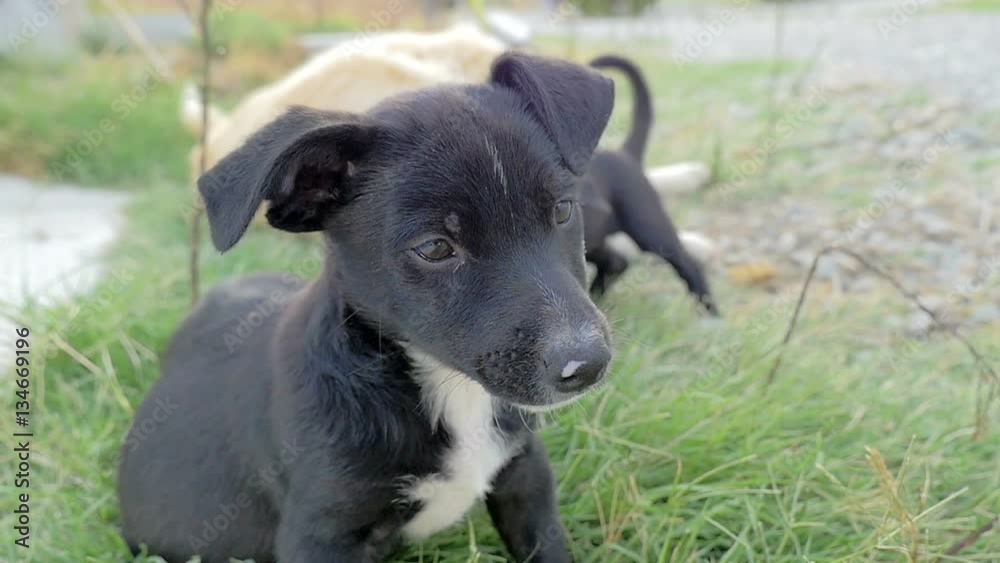 black puppy sitting on the grass while his brothers playing behind him black puppy sitting on the grass while his brothers playing behind him
