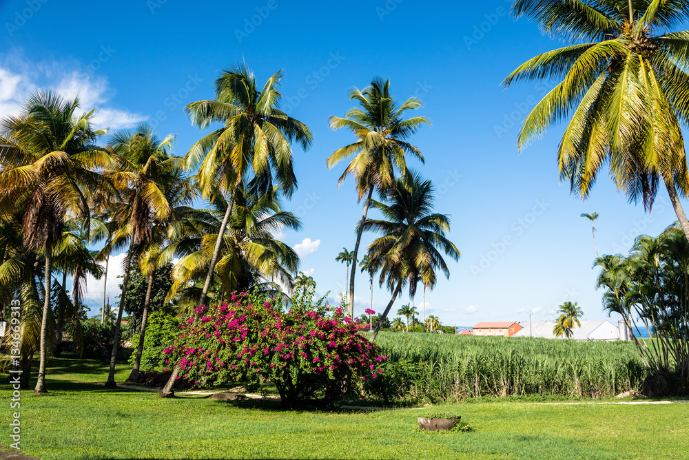 sugar cane and palm trees, Guadeloupe sugar cane and palm trees, Guadeloupe