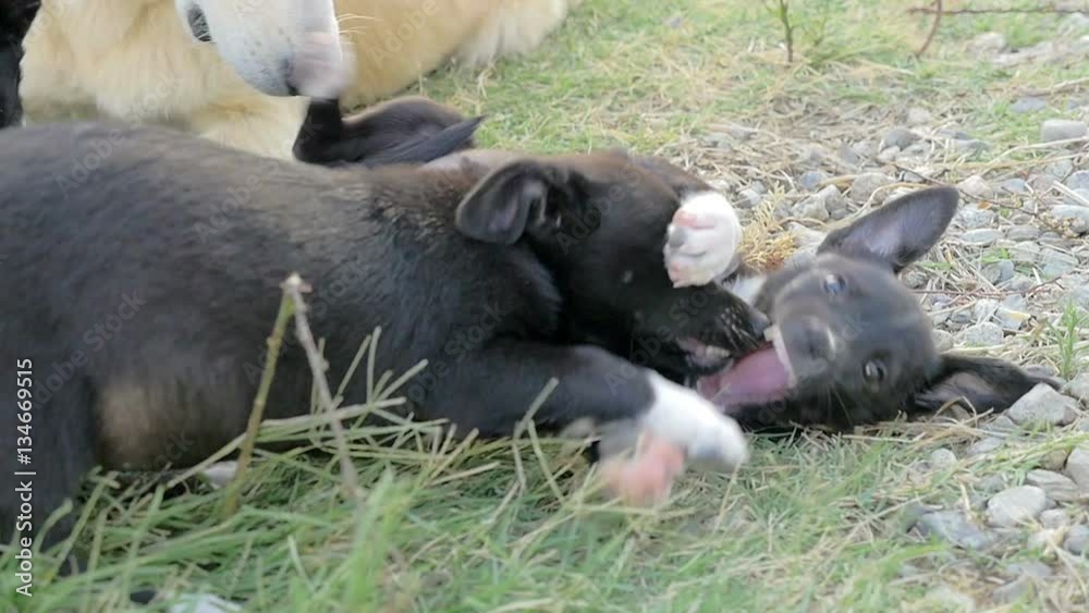 small blacks puppies play happily on the lawn small blacks puppies play happily on the lawn