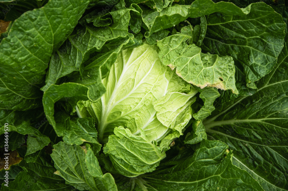 Brassica pekinensis closeup Brassica pekinensis closeup