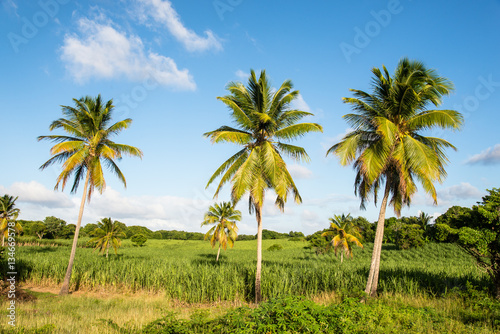 palm trees and sugar cane plantations © Jakob Fischer