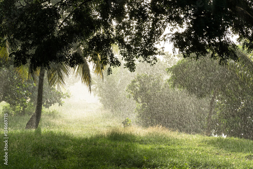 Fotografi tropical shower while sun is shining