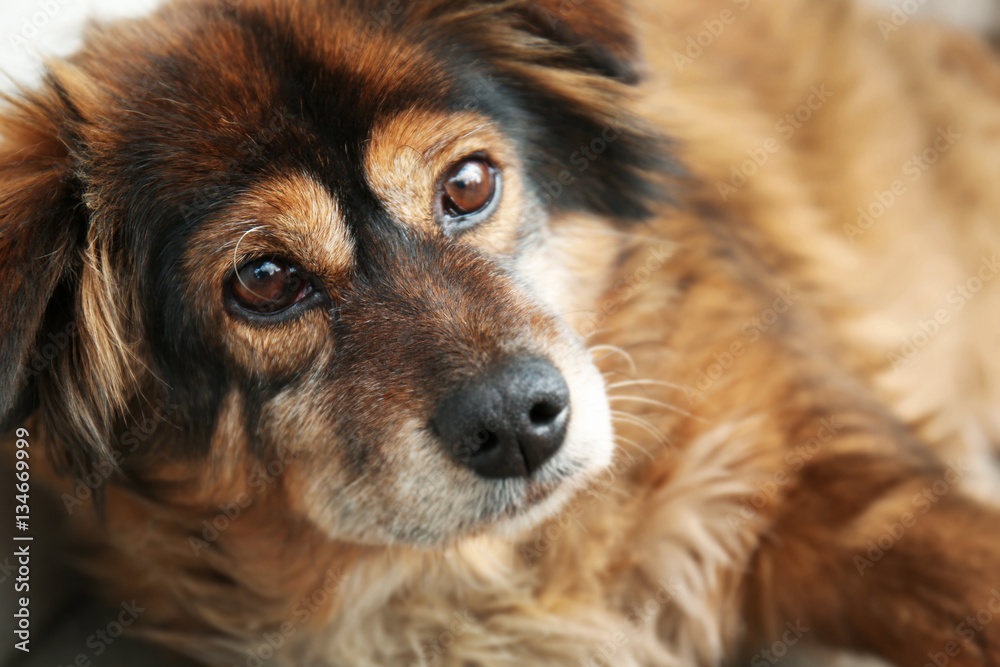 Closeup portrait of cute homeless dog on the street Closeup portrait of cute homeless dog on the street