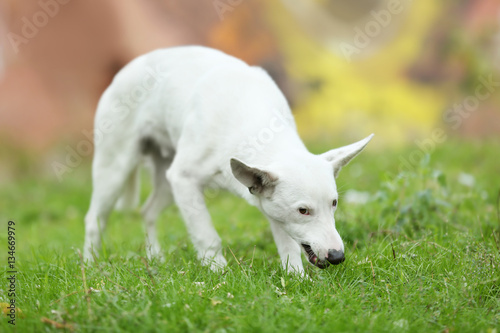 Fototapeta Naklejka Na Ścianę i Meble -  Stray dog walking outdoors