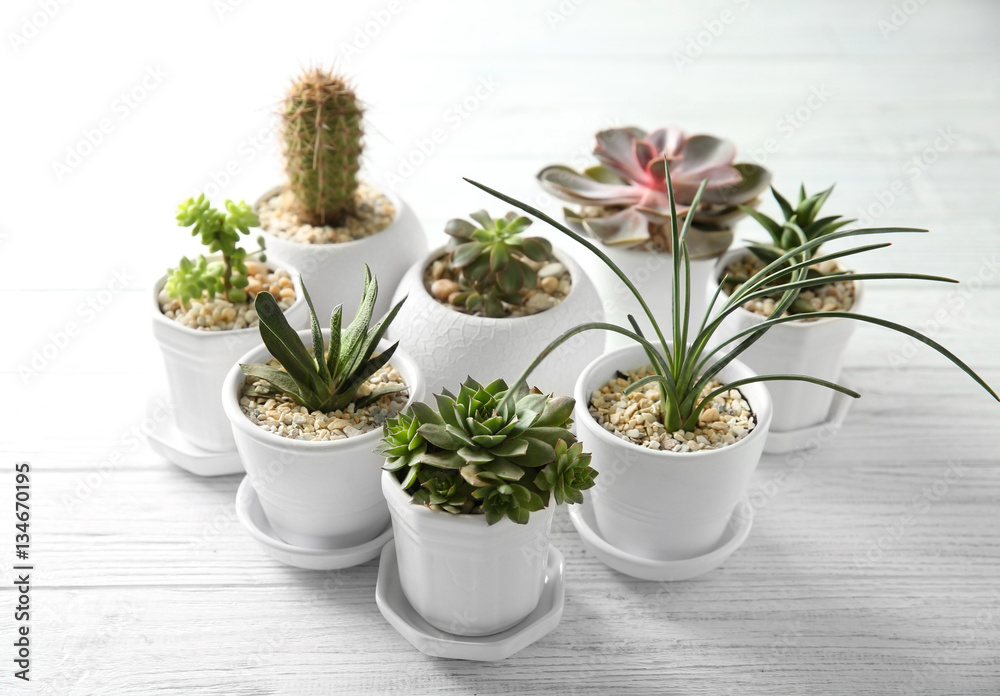 Succulents on wooden background