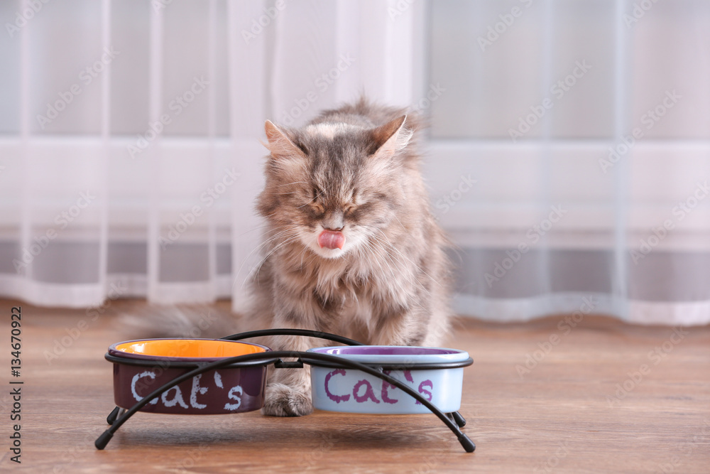 Naklejka premium Cute cat eating from bowl on floor