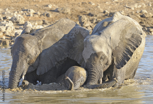 Africa Namibia   Etosha National Park.  Elephants with babies  drinking.