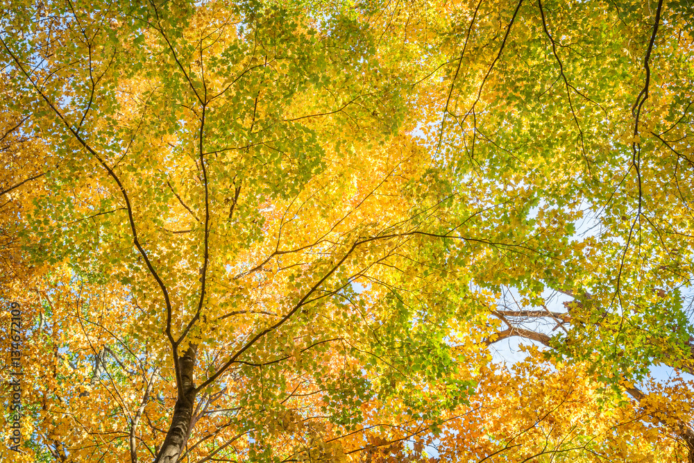 Fall Leaves at Pewits Nest, Baraboo, Wisconsin, USA Fall Leaves at Pewits Nest, Baraboo, Wisconsin, USA