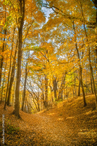 Fall Leaves at Pewits Nest, Baraboo, Wisconsin, USA © dendron