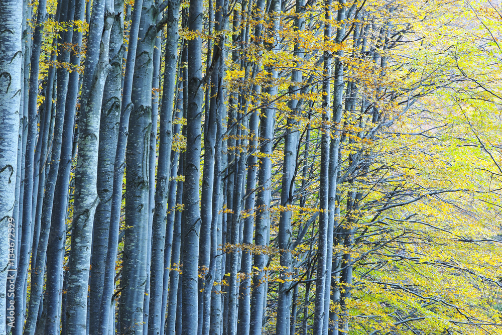 Beech forest in autumn Beech forest in autumn