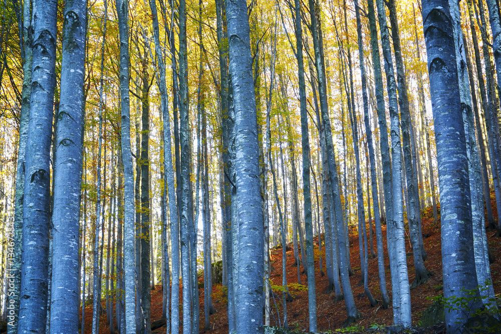 Beech forest in autumn