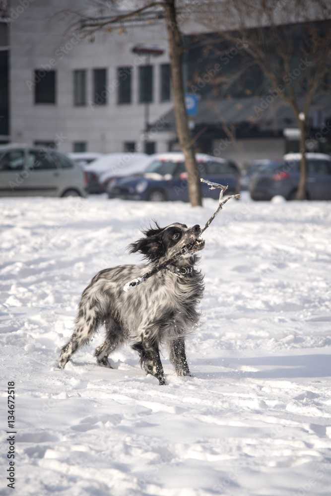 Naklejka premium Cute dog, an english setter, catch a stick, running in the snow, enjoying winter
