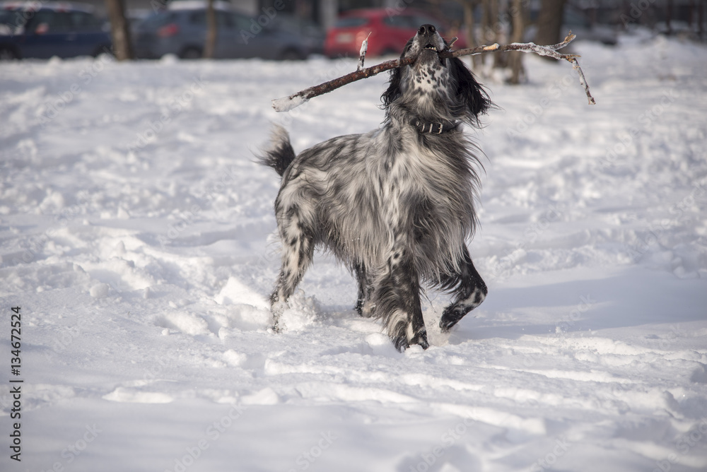 Obraz premium Cute dog, an english setter, catch a stick, running in the snow, enjoying winter