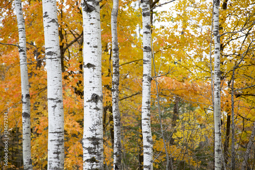 Cuadro en lienzo Birch Trees in Fall