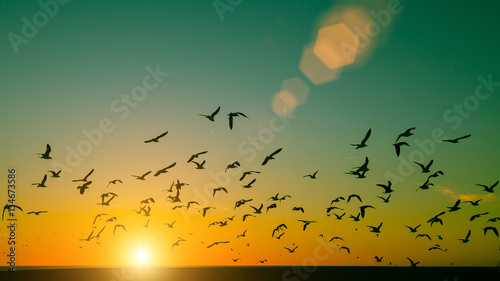 Silhouettes flock of seagulls over the Ocean during sunset. © De Visu