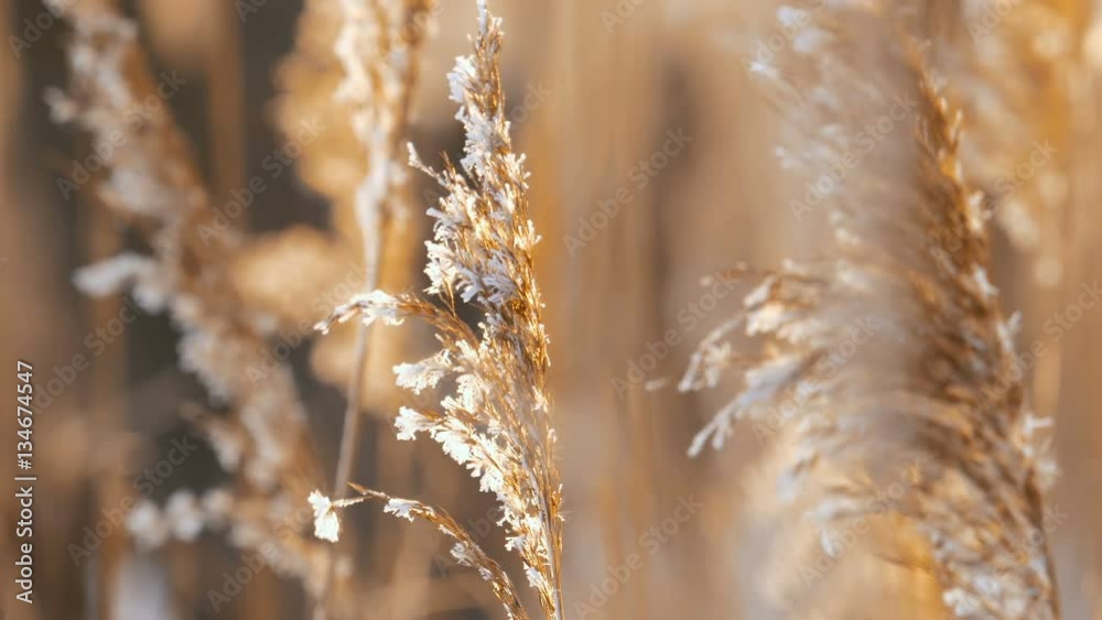 Wind Blowing Against Dried Reeds on a Winter Cold Day Weighing The Reeds Down Wind Blowing Against Dried Reeds on a Winter Cold Day Weighing The Reeds Down
