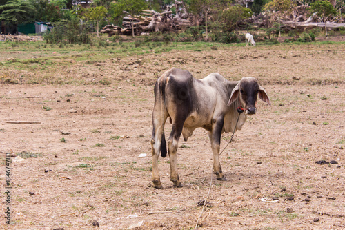 Young cow, Thai calf