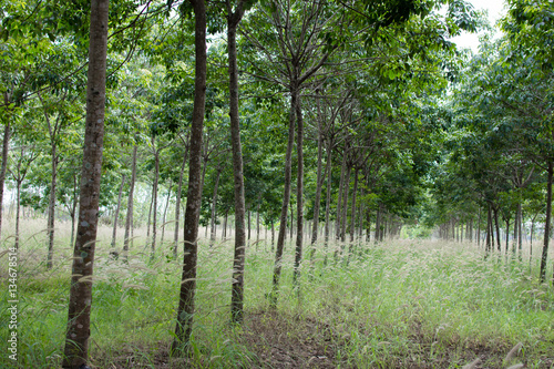 Rubber plantation which has grass  Hevea garden in Thailand.