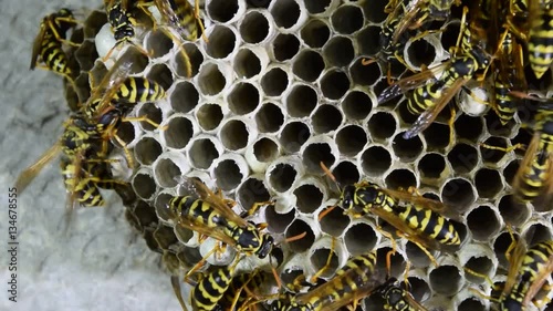 Wasp nest with wasps sitting on it. Wasps polist. The nest of a family of wasps which is taken a close-up.