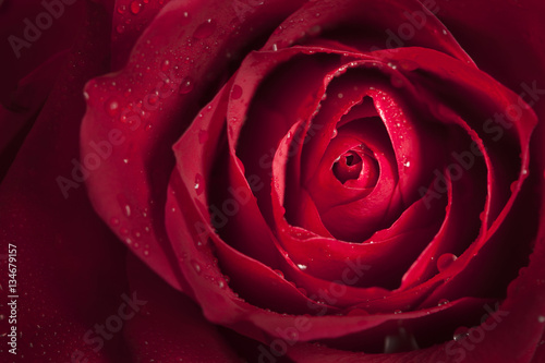 Closeup of single red rose