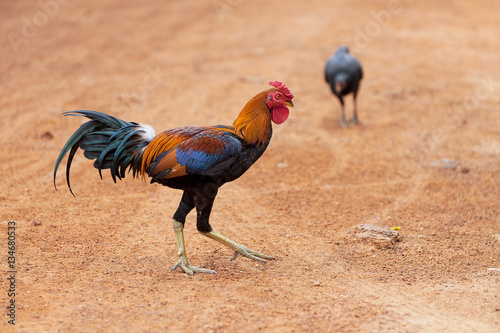 Colorful Rooster on a dirt road 
