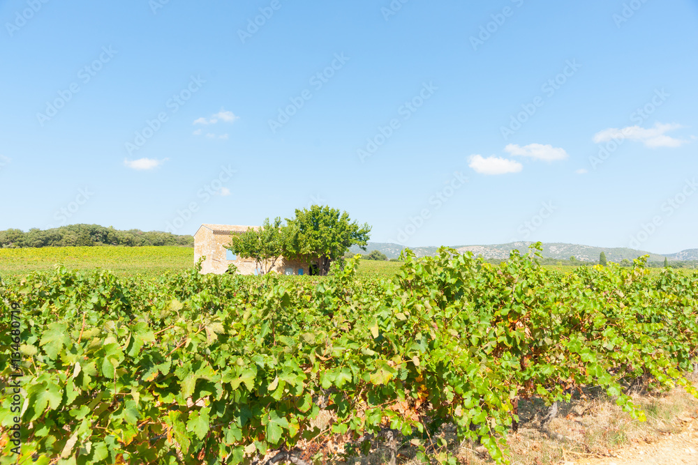 French vineyards under blue sky with old stone cottage and blue shutters by tree