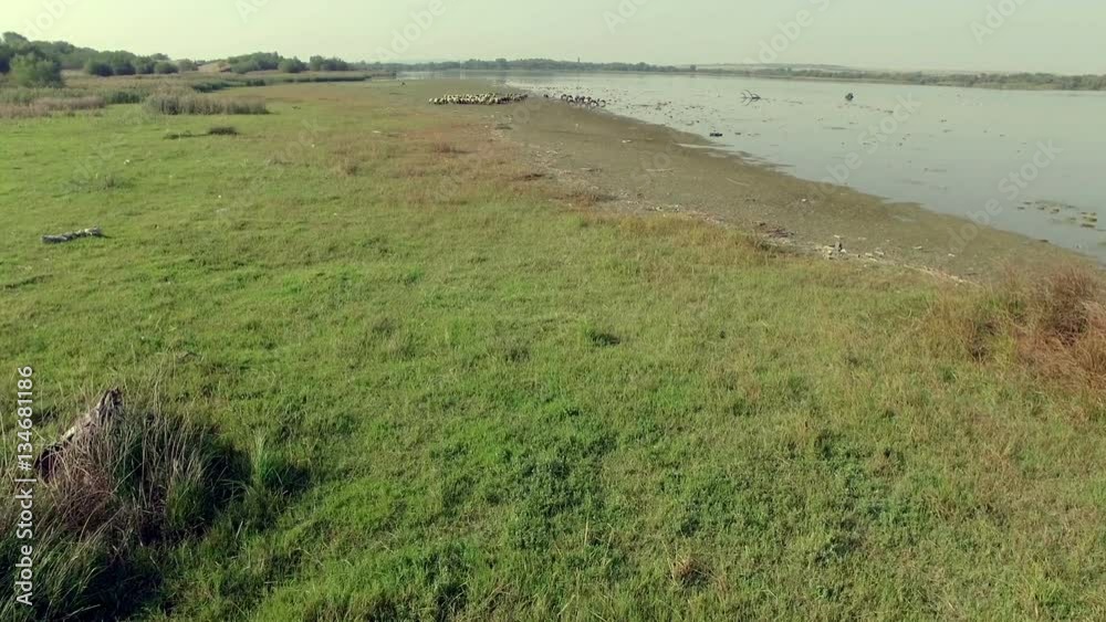 Aerial view of a river bank with a heard of sheep grazing the grass Aerial view of a river bank with a heard of sheep grazing the grass