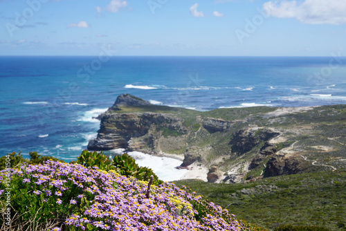 Beautiful beach flower and plants with rocks in Cape town, South