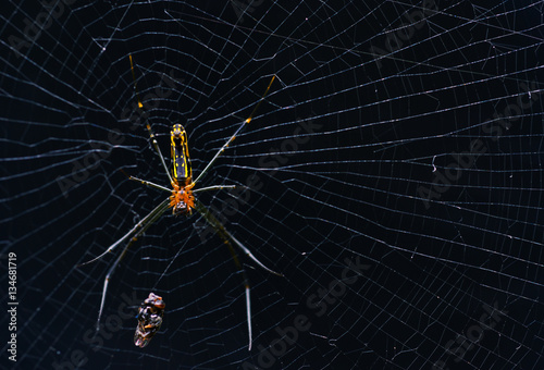 Spider hunter photo