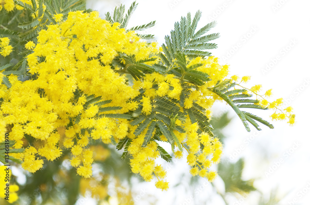 Acacia tree in blossom Stock Photo | Adobe Stock