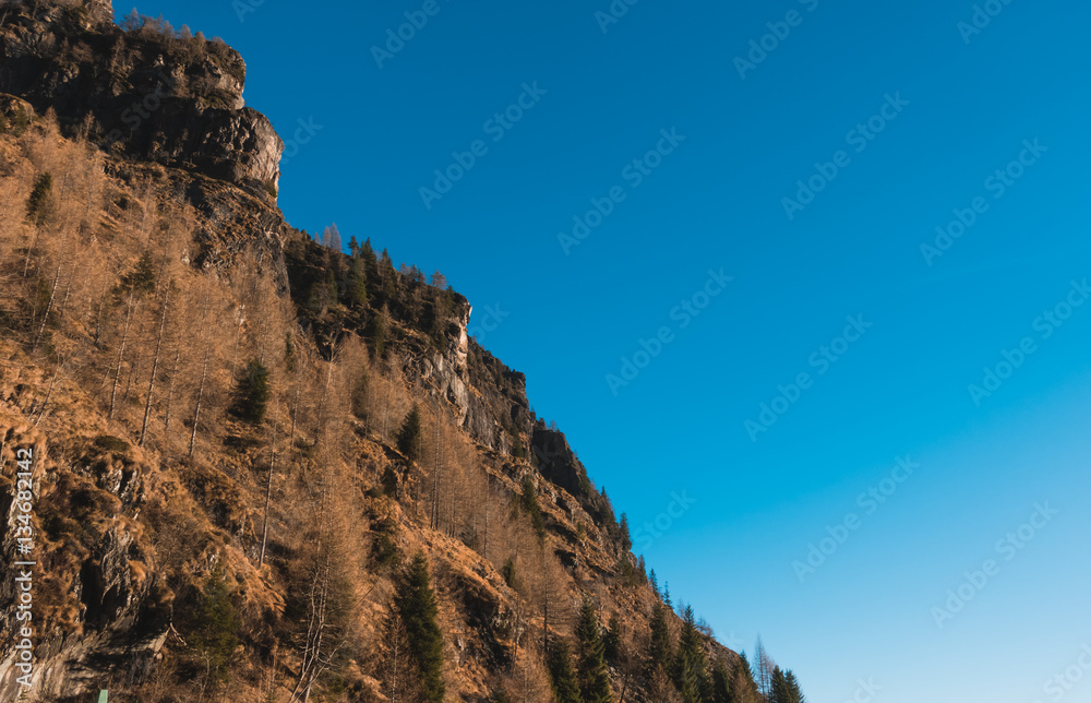 Mountain slope and pine trees in autumn