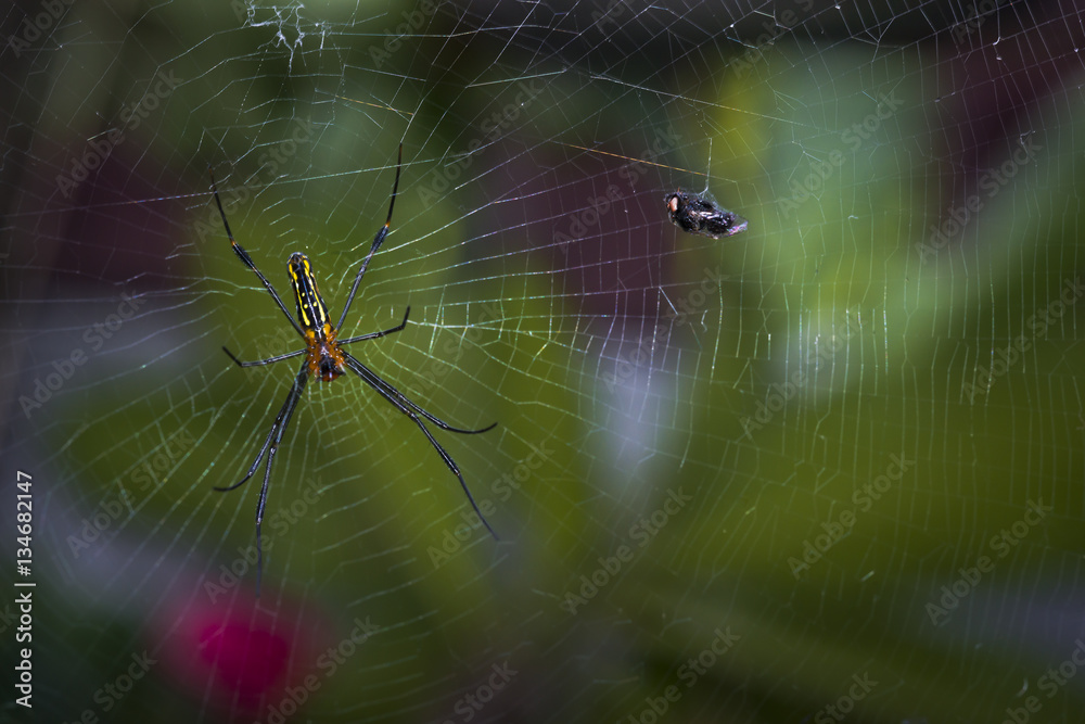 Spider and web Spider and web