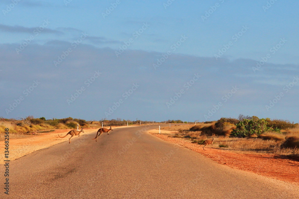 Kangaroos crossing the road StockFoto Adobe Stock