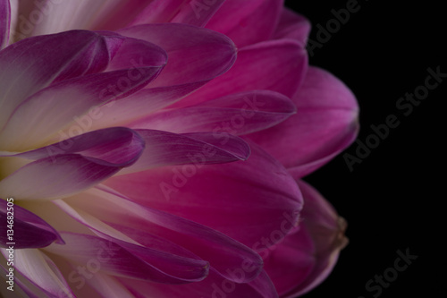 Fototapeta Naklejka Na Ścianę i Meble -  Pink Dahlia/Beautiful pink dahlia