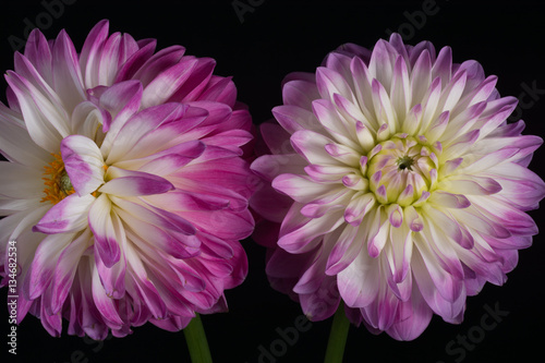 Pink Dahlia/Beautiful pink dahlia