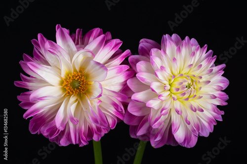 Pink Dahlia Beautiful pink dahlia